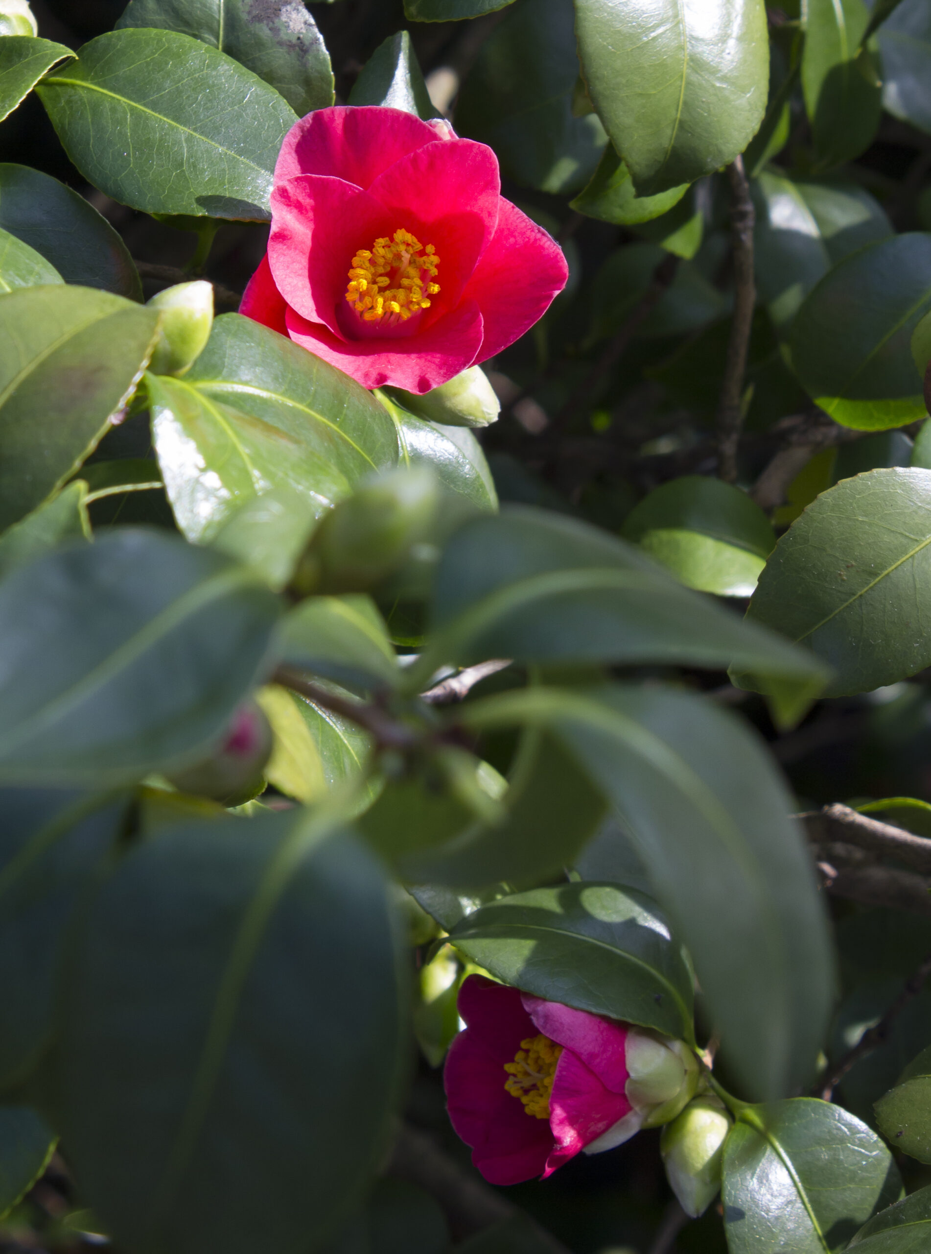 Säen Wachsen Staunen Pflanzen der Bibel. Entdecken.